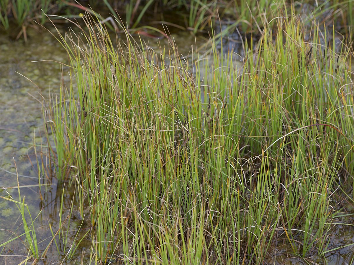 Carex nigra